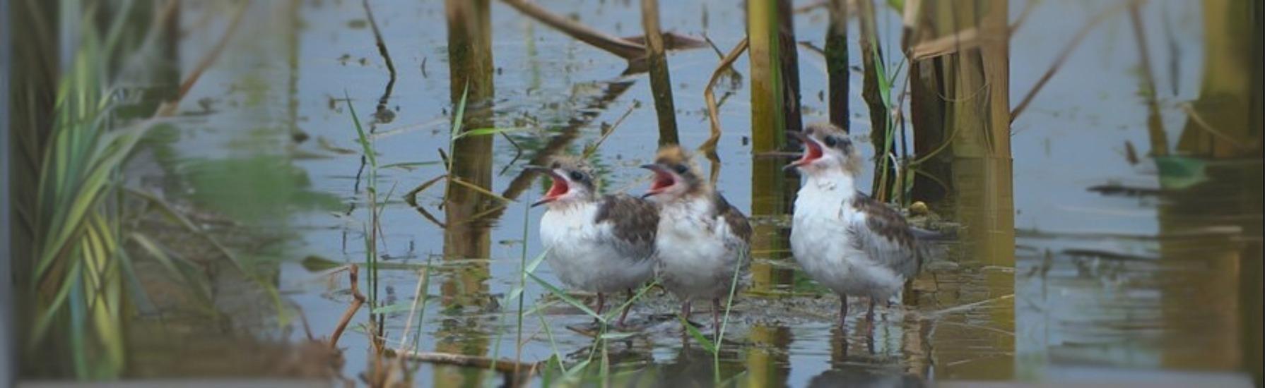 سمفونية العنقاء 